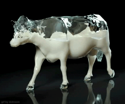 Krowa pełna mleka